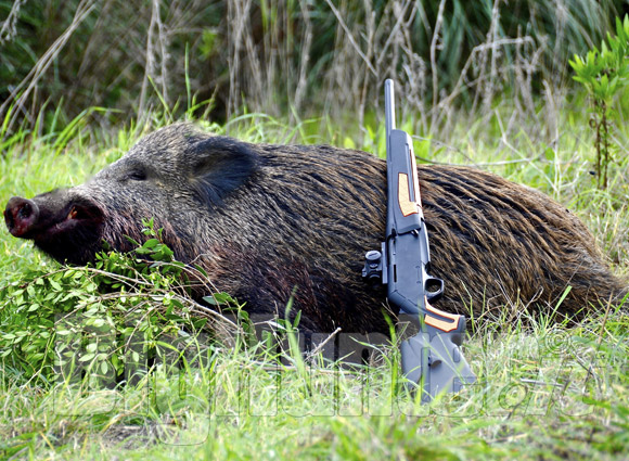 Cinghiale Vincenzo Frascino